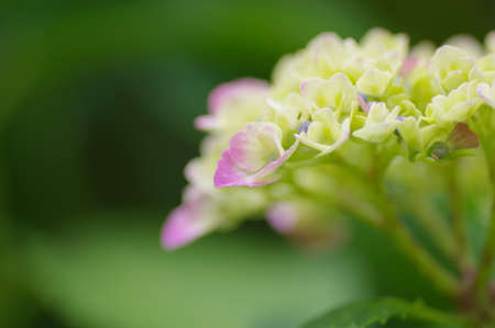 Close-up hydrangea in the parkの写真素材
