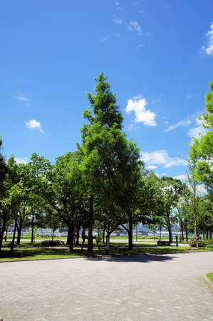 Paved promenade in the green spaceの写真素材