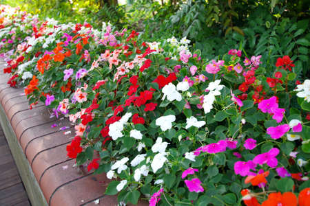 Several kinds of flowers blooming in the flowerbedの写真素材
