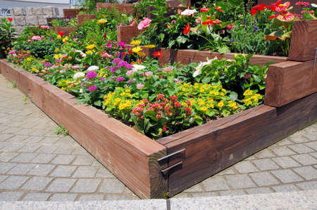 Flowers are blooming in the flowerbedの写真素材
