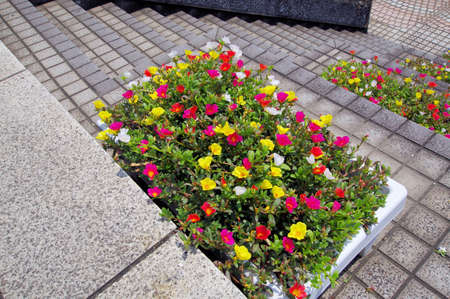 Flowers are blooming in the flowerbedの写真素材