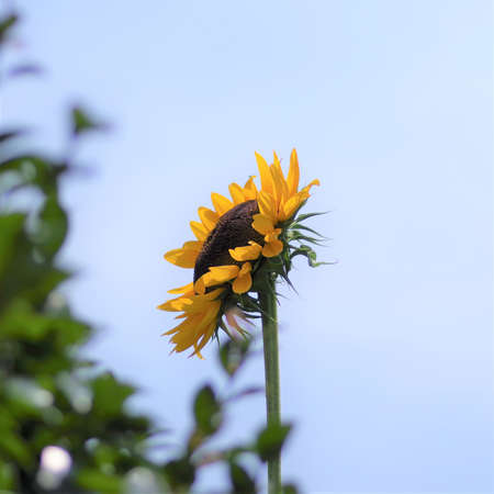 Sunflowers in the park