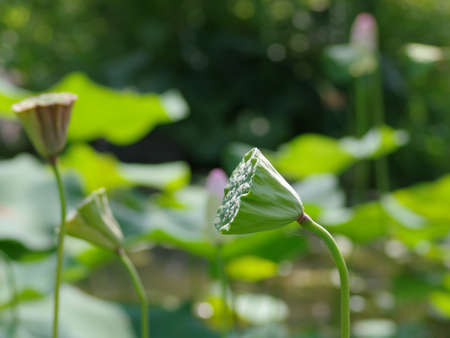 Lotus Receptacleの写真素材