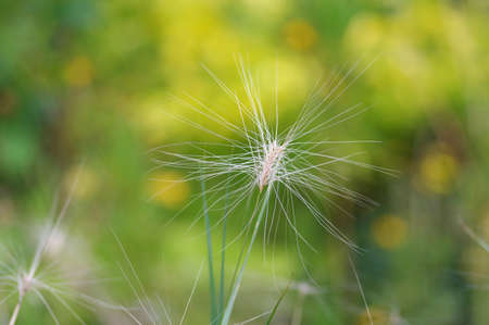 Gramineae plants with needle-like mustachesの写真素材