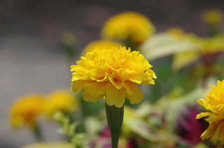 Marigold blooming in the flowerbedの写真素材