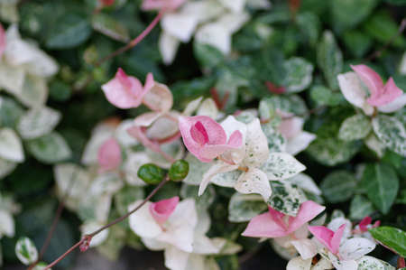 Hatuyukikazura in the parkの写真素材