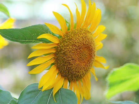 A Sunflower in the botanical gardenの写真素材