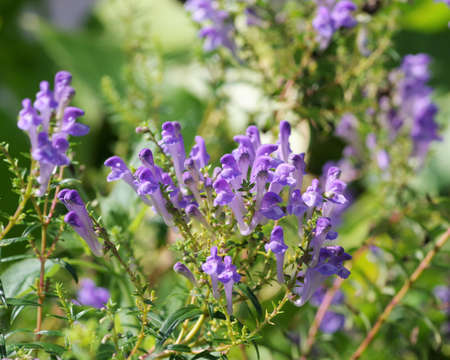 Scutellaria baicalensis in the medicinal botanical gardenの写真素材