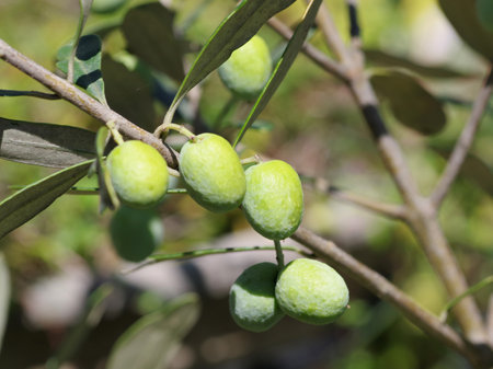 Fruits grew on olive trees in the botanical gardenの写真素材
