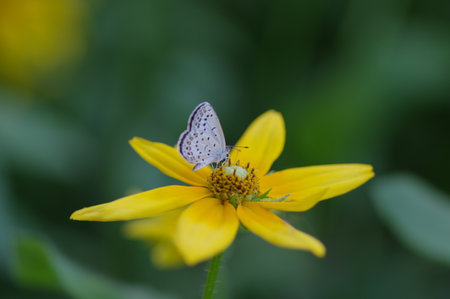 A butterfly is perched on a yellow flower.の写真素材