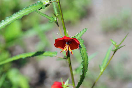 Insects enter the flowers of Pentapetes phoenicea