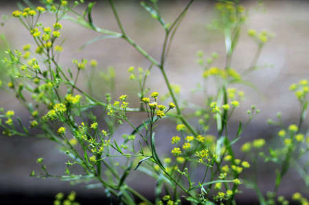 Bupleurum scorzonerifolium in the Medicinal botanical garden