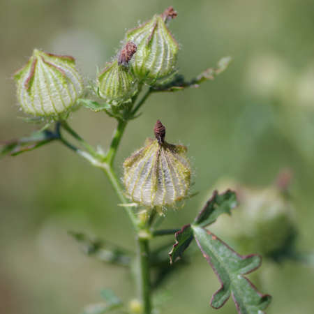 Hibiscus trionum budの写真素材