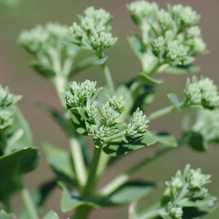 Hylotelephium erythrostictum in the medicinal botanical gardenの写真素材