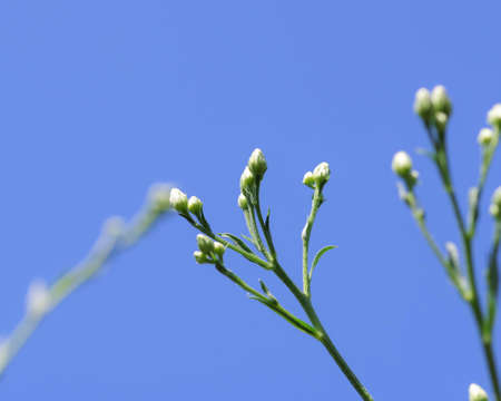Aster tataricus budsの写真素材