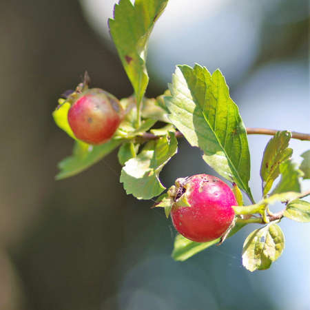 Crataegus cuneata in the medicinal botanical gardenの写真素材
