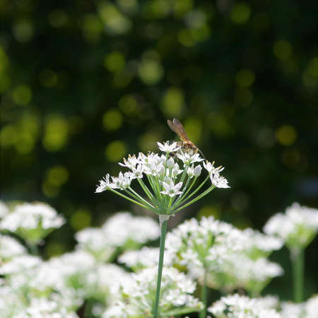 Oriental garlic flowersの写真素材