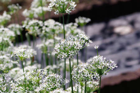 Oriental garlic flowersの写真素材