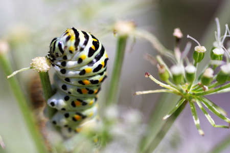 Butterfly larva eating Ligusticum sinenseの写真素材