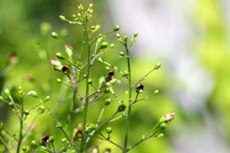 Scrophularia ningpoensis in the medicinal botanical gardenの写真素材