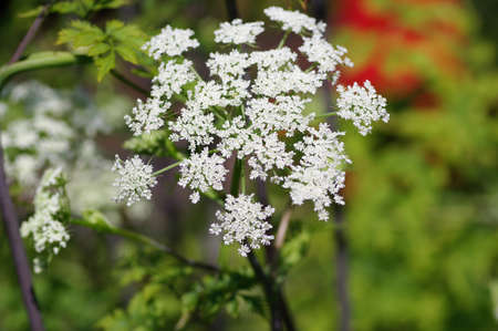 Ligusticum sinense flowersの写真素材
