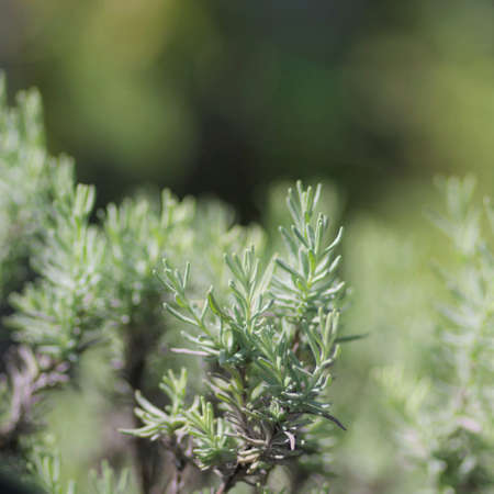 Lavender in the botanical gardenの写真素材