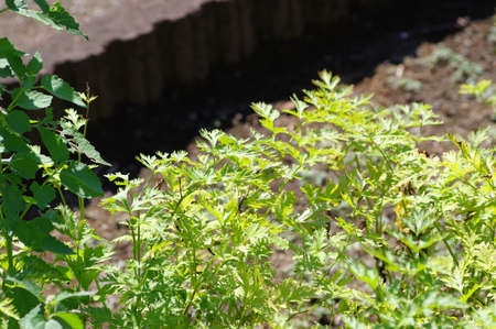 Cnidium officinale Makino in the medicated botanical gardenの写真素材