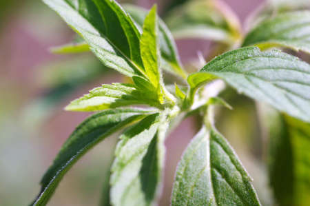 Mentha leavesの写真素材