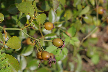 Rose fruitの写真素材