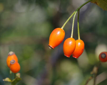 Rose fruitの写真素材