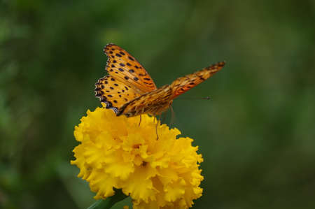 Butterflies sucking nectar on marigold flowerの写真素材