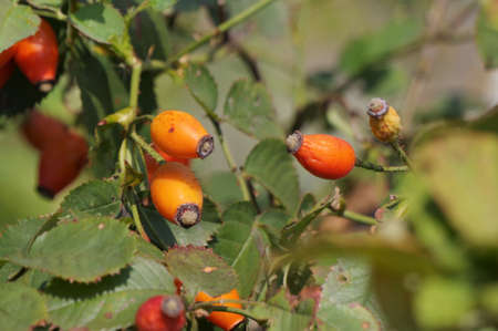 Rose fruitの写真素材