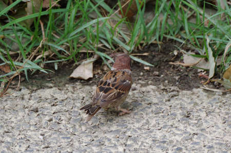 Sparrow walking on the groundの写真素材