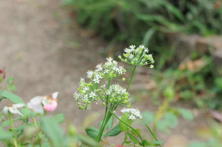 Allium tuberosum flower