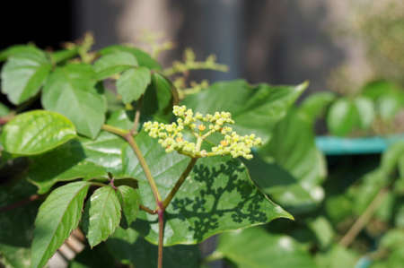 Cayratia japonica in the parkの写真素材
