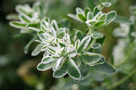 Euphorbia marginata in the parkの写真素材