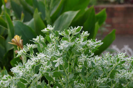 Euphorbia marginata in the parkの写真素材