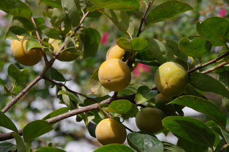 Fruits grown on persimmon treeの写真素材