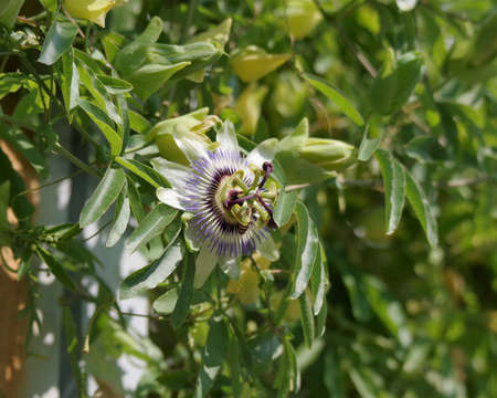 Passiflora caerulea in the parkの写真素材