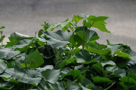 Sweet potatoes planted in the fields of the parkの写真素材