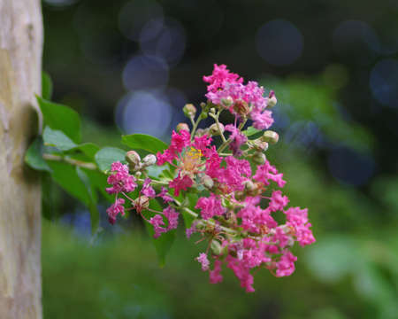 Close-up Lagerstroemia indica flowersの写真素材