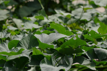 Sweet potatoes planted in the fields of the parkの写真素材