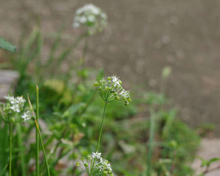 Allium tuberosum flowerの写真素材