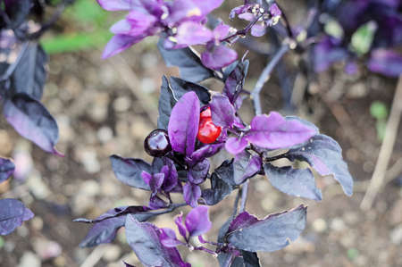 Ornamental capsicumの写真素材
