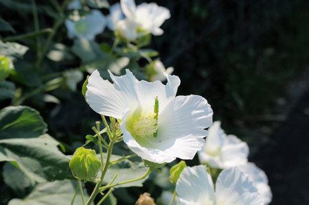 Hibiscus mutabilis in the parkの写真素材