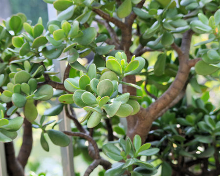 Close-up Crassula portulaceaの写真素材