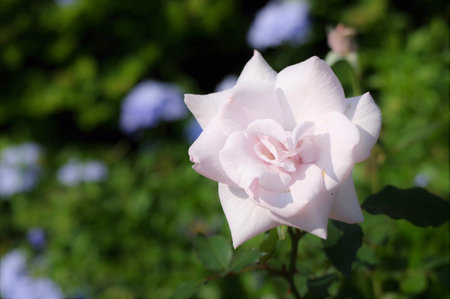 Rose flower in the flowerbedの写真素材