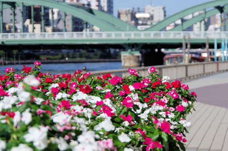 Flowers are blooming in the flower bed near the riverの写真素材