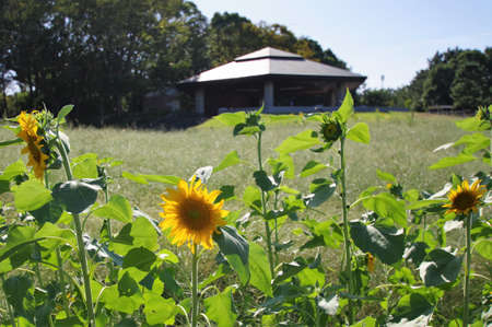 Sunflower fieldの写真素材