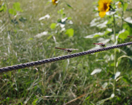 Dragonfly resting on a wireの写真素材